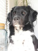Staat ter dekking: Friese Stabij Twirre, 6 jaar of ouder, Rabiës (hondsdolheid), Reu, Eén hond