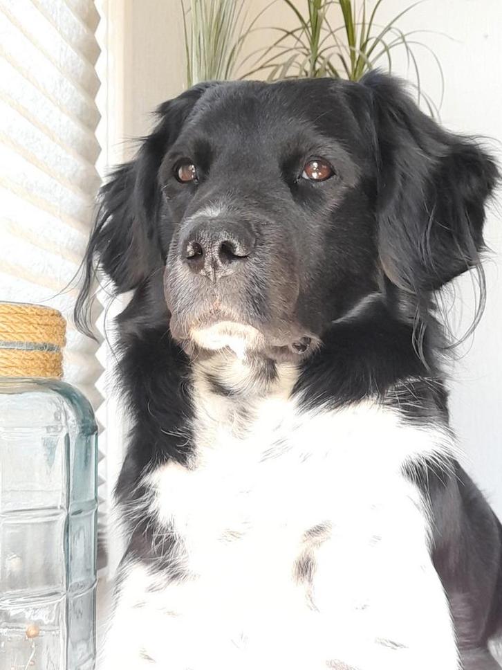 Staat ter dekking: Friese Stabij Twirre, Dieren en Toebehoren, Honden | Dekreuen, Reu, Particulier, Eén hond, Nederland, 6 jaar of ouder