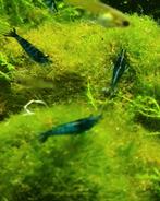 Mooie donkerblauwe Blue dream Neocaridina garnalen, Dieren en Toebehoren, Kreeft, Krab of Garnaal, Zoetwatervis, Schoolvis