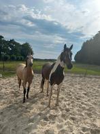 2 jarige ruin (v. Furst Dior) te koop, Dieren en Toebehoren, Paarden, Ruin, Dressuurpaard, 3 tot 6 jaar