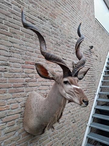 Opgezette kop kudu taxidermy schedel opgezet gewei afrika beschikbaar voor biedingen