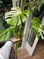 Monstera Variegata stekken, Huis en Inrichting, Kamerplanten, Ophalen, Overige soorten, Halfschaduw, Minder dan 100 cm