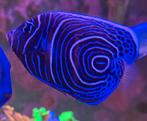 Pomacanthus Imperator Juv (L) Keizersvis, Dieren en Toebehoren, Vissen | Aquariumvissen, Vis, Zoutwatervis