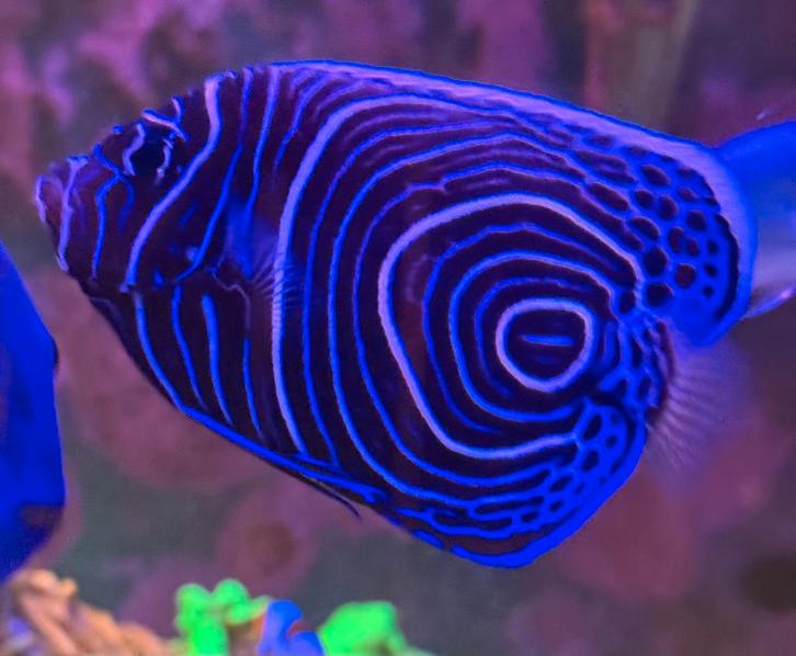 Pomacanthus Imperator Juv (L) Keizersvis, Dieren en Toebehoren, Vissen | Aquariumvissen, Zoutwatervis, Vis