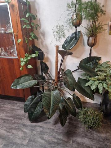 Philodendron, grote kamerplant beschikbaar voor biedingen