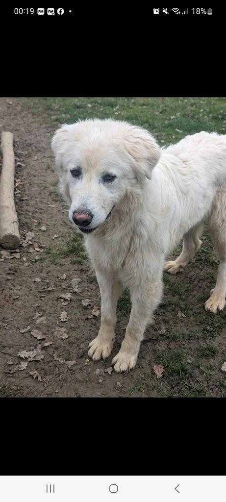 Pierro ️, Dieren en Toebehoren, Honden | Niet-rashonden, Groot, Reu, Particulier, Eén hond, Buitenland, 3 tot 5 jaar, CDV (hondenziekte)