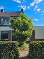 magnolia, Tuin en Terras, Planten | Bomen, Overige soorten, Lente, 400 cm of meer, Ophalen
