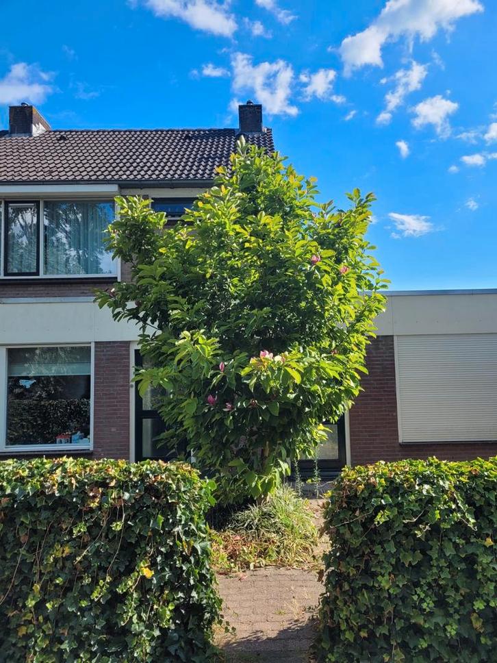 magnolia, Tuin en Terras, Planten | Bomen, Overige soorten, 400 cm of meer, Volle zon, Lente, Ophalen