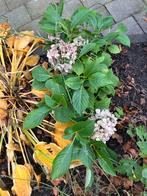 Roze boerenhortensia hydrangea vaste plant, Tuin en Terras, Planten | Tuinplanten, Ophalen, Overige soorten, Halfschaduw