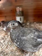 Vier jonge vrouwtjes kwartels, Dieren en Toebehoren, Vogels | Overige Vogels, Vrouwelijk, Tam