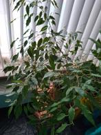 Plant, Huis en Inrichting, Kamerplanten, Ophalen, Ficus, Halfschaduw, Minder dan 100 cm