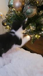 Kittens half Maine Coon gechipt, Meerdere dieren, Gechipt