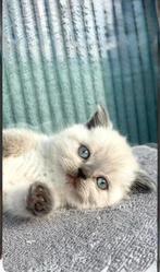 Lieve Britse Korthaar van 2 maanden, Dieren en Toebehoren, Katten en Kittens | Raskatten | Langhaar, Poes, Ontwormd