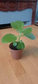 Stekje van de Plectranthus verticillatus, Ophalen, Overige soorten, Minder dan 100 cm