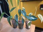 Epipremnum pinnatum albo variegata, Huis en Inrichting, Kamerplanten, Ophalen of Verzenden, Halfschaduw, Minder dan 100 cm