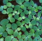 Aquarium drijfplant, Ophalen of Verzenden, Nieuw, Plant(en), Steen of Hout