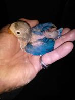 baby dwergpapaaitjes om tam temaken groen 25 euro per stuk, Dieren en Toebehoren, Meerdere dieren, Dwergpapegaai of Agapornis