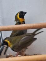 Twee jonge cubavinken mannen, Mannelijk, Tropenvogel, Geringd