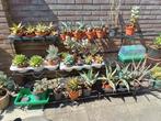 Mooie agave en vetplanten, Volle zon, Vaste plant, Bloeit niet, Ophalen