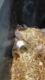 Mooie semi dwergrex ratjes te koop!, Dieren en Toebehoren, Knaagdieren, Juli, Vrouwelijk, Rat