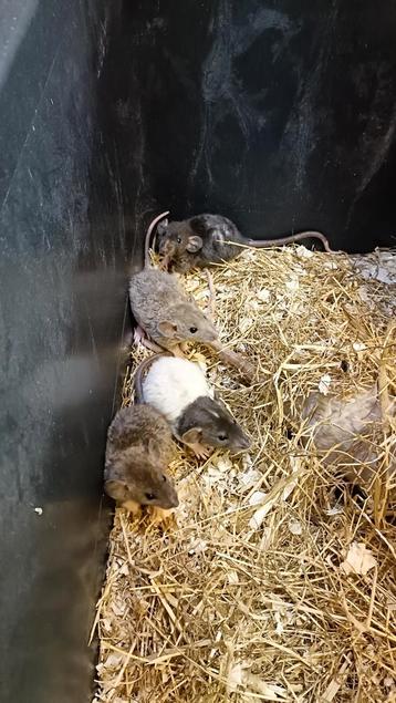 Mooie semi dwergrex ratjes te koop! beschikbaar voor biedingen