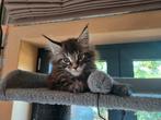 Maine Coon kittens, Meerdere dieren, Gechipt
