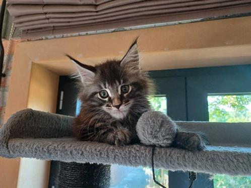 Maine Coon kittens, Dieren en Toebehoren, Katten en Kittens | Raskatten | Langhaar, Meerdere dieren, Gechipt