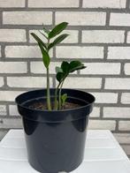 Jonge plant, Ophalen, Halfschaduw, Minder dan 100 cm