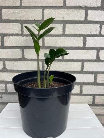 Jonge plant beschikbaar voor biedingen