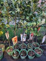 Fruitbomen in pot - Appel, Peer, Kers, Ophalen of Verzenden, In pot, Lente