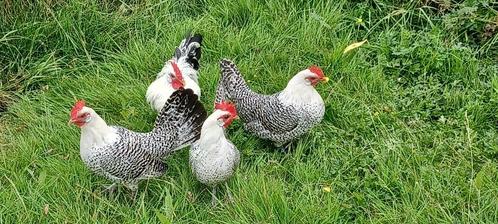 Kippen, Dieren en Toebehoren, Pluimvee, Kip, Meerdere dieren