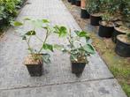 Hedera helix 'Arborescens' P9, Tuin en Terras, Ophalen, Bodembedekkers, Vaste plant, Halfschaduw
