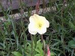 Zaden van Oenothera Lemon Sunset, Ophalen, Voorjaar, Volle zon, Zaad