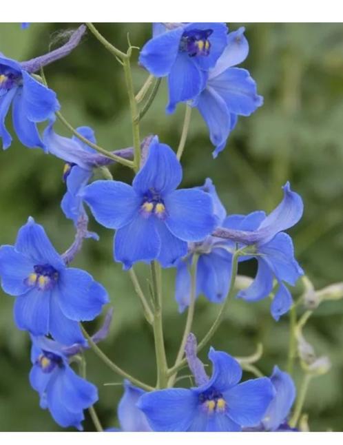 Ridderspoor (Delphinium), Tuin en Terras, Planten | Tuinplanten, Eenjarig, Overige soorten, Volle zon, Zomer, Ophalen