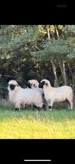 Tk trio walliser schwarznase schapen, Dieren en Toebehoren, Schapen, Geiten en Varkens, Meerdere dieren, Schaap
