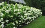 Hydrangea paniculata ‘Limelight’ – Unieke, frisse bloei!, Ophalen, Overige soorten, Volle zon