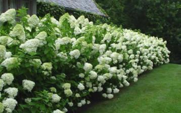 Hydrangea paniculata ‘Limelight’ – Unieke, frisse bloei! beschikbaar voor biedingen