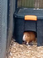 cuy cavia, Dieren en Toebehoren, Knaagdieren, Maart, Mannelijk, Cavia