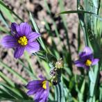 Bieslelie paars, Ophalen of Verzenden, Voorjaar, Volle zon, Zaad