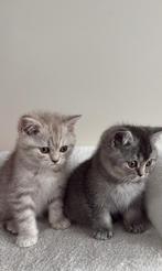 Britse korthaar kittens, Dieren en Toebehoren, Katten en Kittens | Raskatten | Korthaar