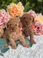 EXCLUSIEF  🐕‍🦺❤️🐾‍️ Toy poedel pup, Dieren en Toebehoren, Honden | Chihuahua's en Gezelschapshonden, Poedel, CDV (hondenziekte)