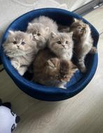 Kittens mix pers/britse korthaar, Dieren en Toebehoren, Katten en Kittens | Raskatten | Langhaar