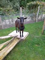 2 gecastreerde bokken, Dieren en Toebehoren, Schapen, Geiten en Varkens, Mannelijk, Geit