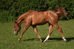 2,5 jarige solid sorrel american painthorse merrie te koop, Dieren en Toebehoren, Paarden, Merrie, Minder dan 160 cm, Gechipt