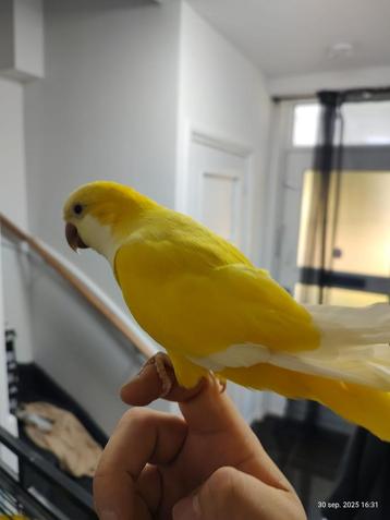 Schattige tamme muisparkiet beschikbaar voor biedingen