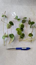 2 setjes Hoya Mathilde stekken geworteld, Ophalen of Verzenden, Halfschaduw, Minder dan 100 cm