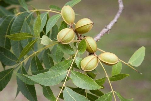 Pecan noot / Caryca Illinoinensis / eetbare noten ‼️‼️, Tuin en Terras, Planten | Bomen, Bolboom, 400 cm of meer, Volle zon, Lente