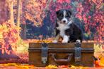 Australian shepherd min/ miniature American shepherd, Dieren en Toebehoren, Honden | Herdershonden en Veedrijvers, Nederland, CDV (hondenziekte)
