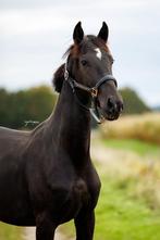 Zeer lieve en gave 2 jarige hengst, Dieren en Toebehoren, Paarden, Niet van toepassing, Dressuurpaard, 0 tot 2 jaar, Hengst