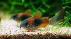 corydoras venezuela orange € 4,95, Dieren en Toebehoren, Vissen | Aquariumvissen, Vis, Zoetwatervis
